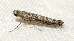 Neurobathra strigifinitella