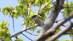 Vireo solitarius