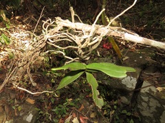 Cyrtorchis arcuata arcuata