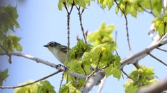 Vireo solitarius
