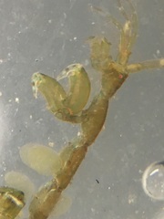 Caprella
