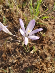 Brodiaea sierrae