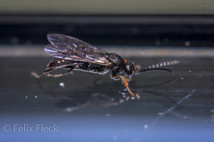 Epipompilus insularis