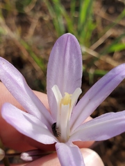 Brodiaea sierrae