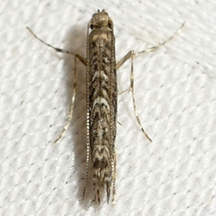 Neurobathra strigifinitella