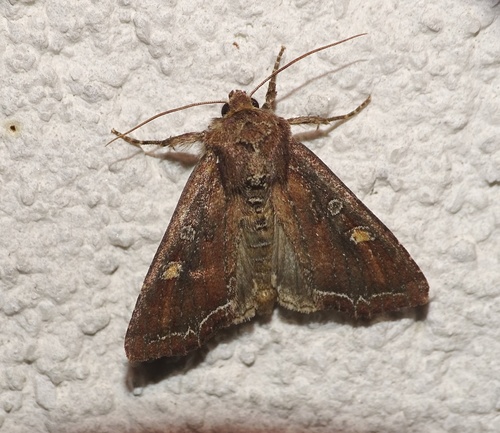 Bright-line Brown-eye