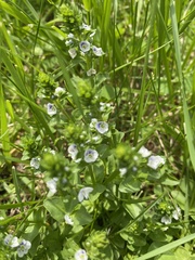Veronica serpyllifolia