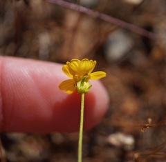 Leptosyne stillmanii
