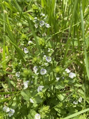 Veronica serpyllifolia