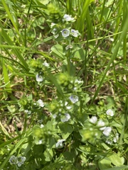 Veronica serpyllifolia