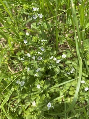Veronica serpyllifolia