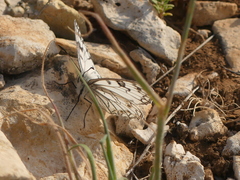 Melanargia arge