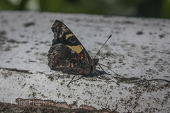Vanessa itea