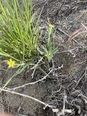 Lithospermum incisum