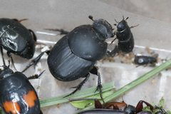 Onthophagus vitulus