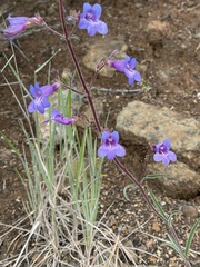 Penstemon roezlii