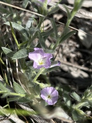 Evolvulus nuttallianus