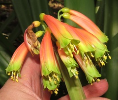 Clivia gardenii
