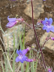 Penstemon roezlii