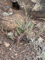 Penstemon roezlii