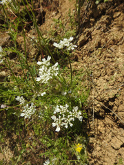 Orlaya grandiflora