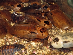 Archimandrita tessellata