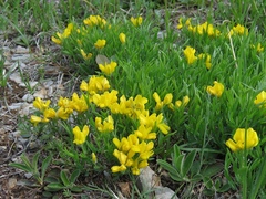Genista sericea