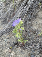 Phacelia linearis