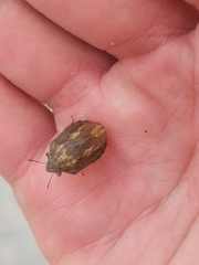 Eurygaster austriaca