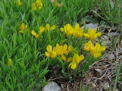 Genista sericea