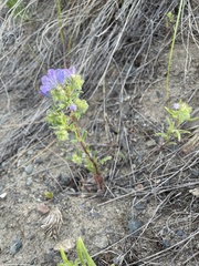 Phacelia linearis