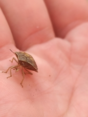 Eurygaster austriaca