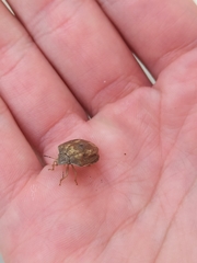 Eurygaster austriaca