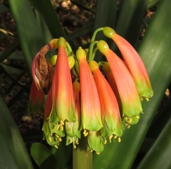 Clivia gardenii