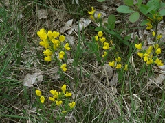 Cytisus pseudoprocumbens