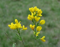 Cytisus pseudoprocumbens