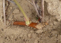 Pelargonium multiradiatum