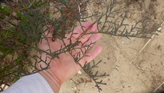 Pelargonium multiradiatum