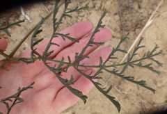 Pelargonium multiradiatum