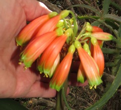 Clivia gardenii
