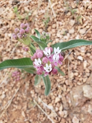 Asclepias hallii