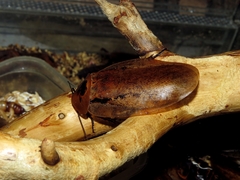 Archimandrita tessellata