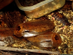 Archimandrita tessellata