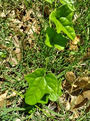 Cocculus carolinus