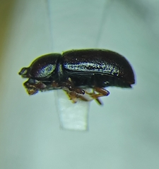 Ceracis singularis
