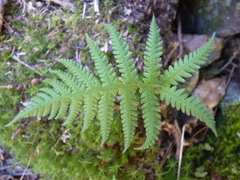 Phegopteris connectilis