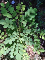 Robinia pseudoacacia