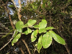 Ochna arborea