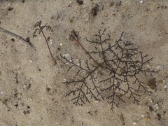 Pelargonium multiradiatum