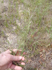 Pediomelum linearifolium